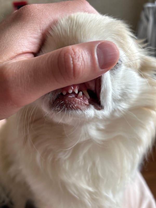 Close-up shots of a fluffy chihuahua in Moskovskiy