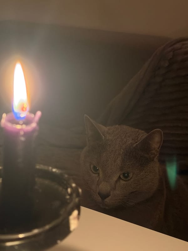 Grey cat observed in candlelit room with piano music