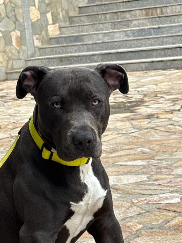 Pit bull with yellow collar sitting on stone pathway in Aksakovo