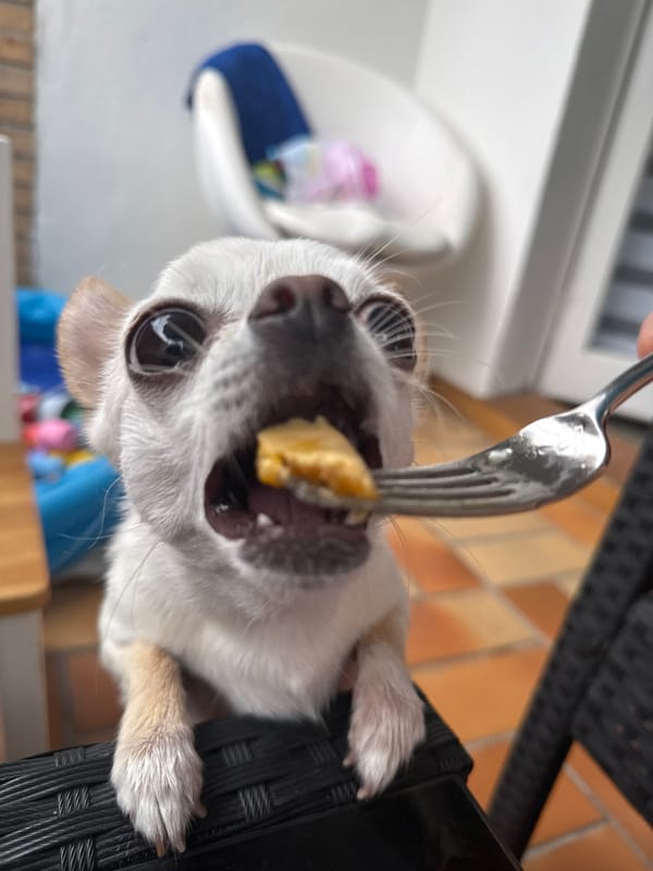 Chihuahua on a Berlin patio, very interested in breakfast