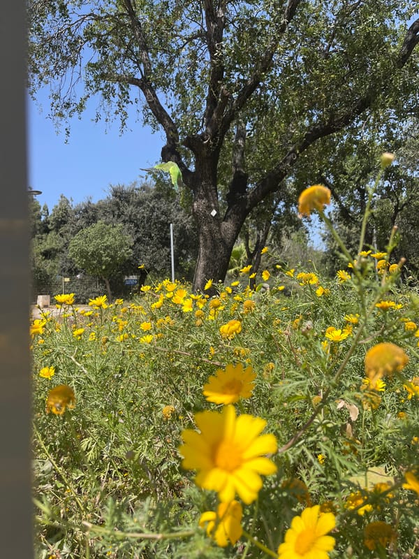 Tel-Aviv park scenes captured showing varied vegetation, graffiti