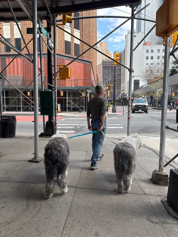 Man walks Old English Sheepdogs on NYC sidewalk