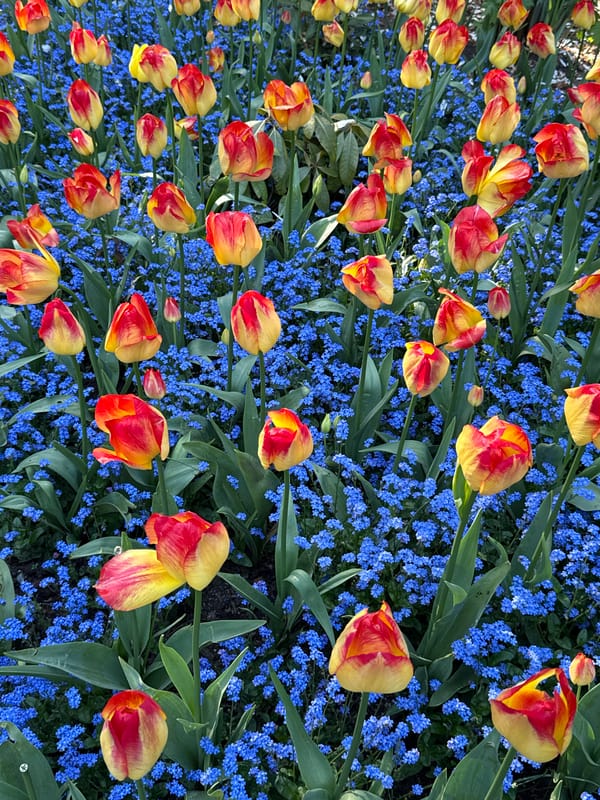 Spring flower display blooms in Vancouver garden