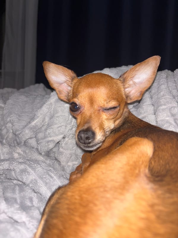Small dog rests on blanket in Chaikovsky, Russia