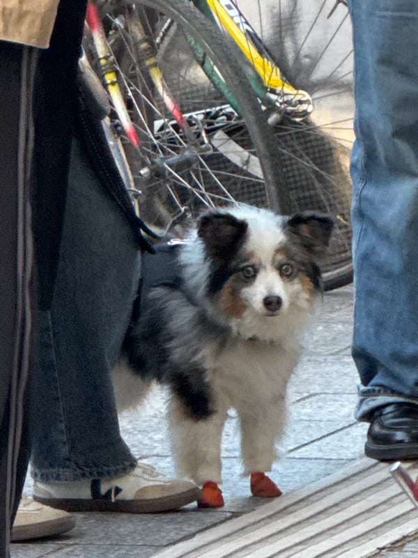Blue-eyed Australian Shepherd spotted on Paris sidewalk near bicycle
