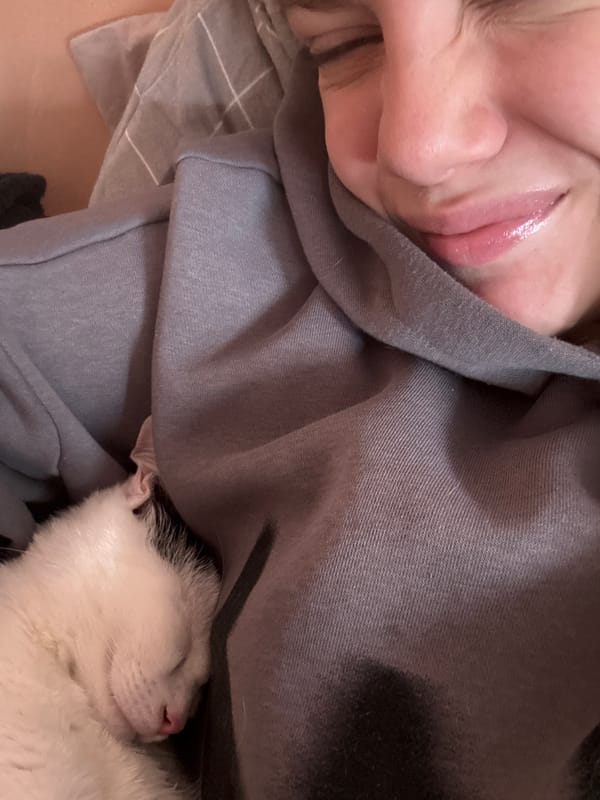 Morning domestic life captured across Sofia homes with pets