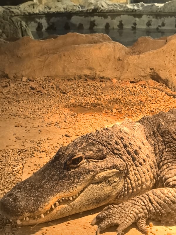 Alligator spotted resting in terrarium enclosure