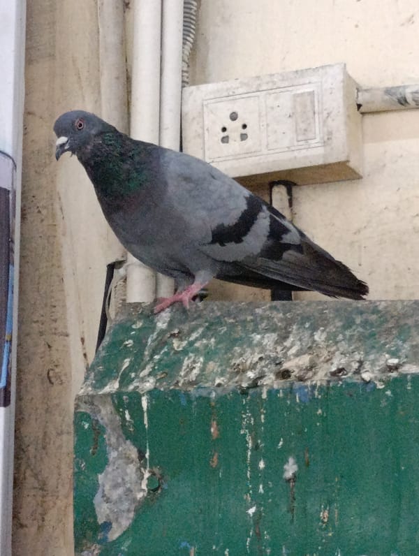 Street food frying and street pigeons in Manali