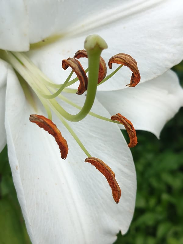 Up close with blooming lilies in a Russian garden