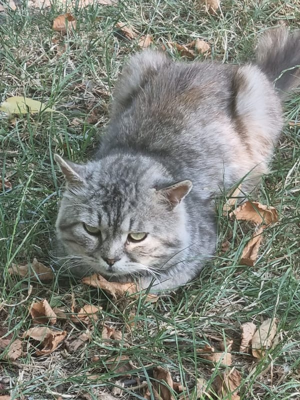 Grey tabby cat relaxes on a dry lawn near hydrangeas