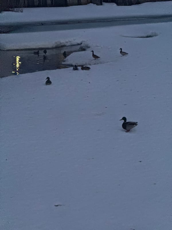 Ducks gather along frozen Votka River in Votkinsk winter