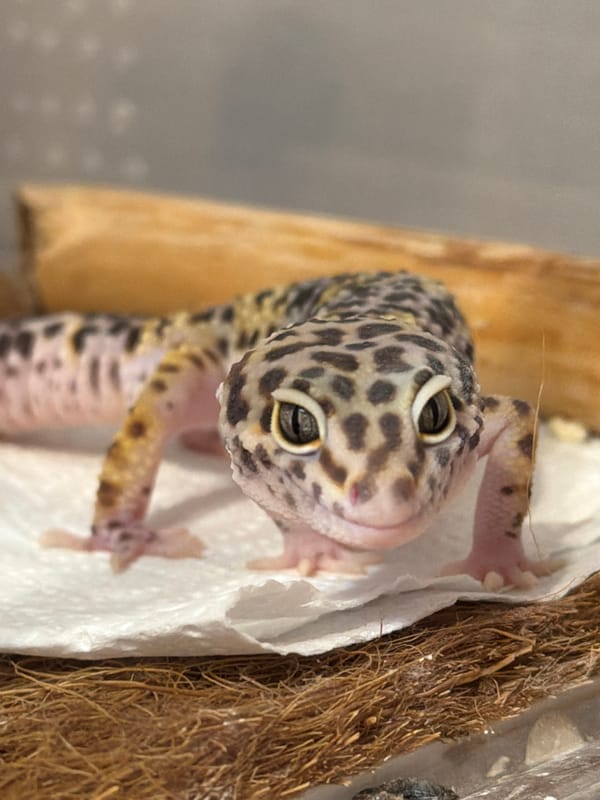 Pet owner documents leopard gecko care session in Izhevsk