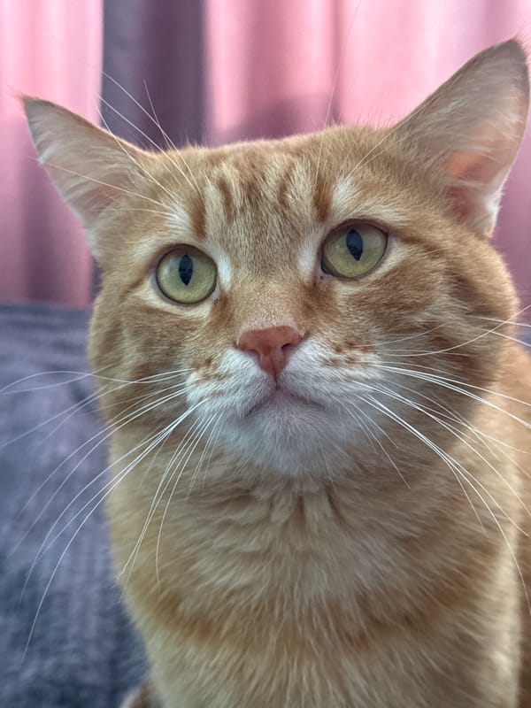 Orange tabby cat photographed in tilted close-up portrait