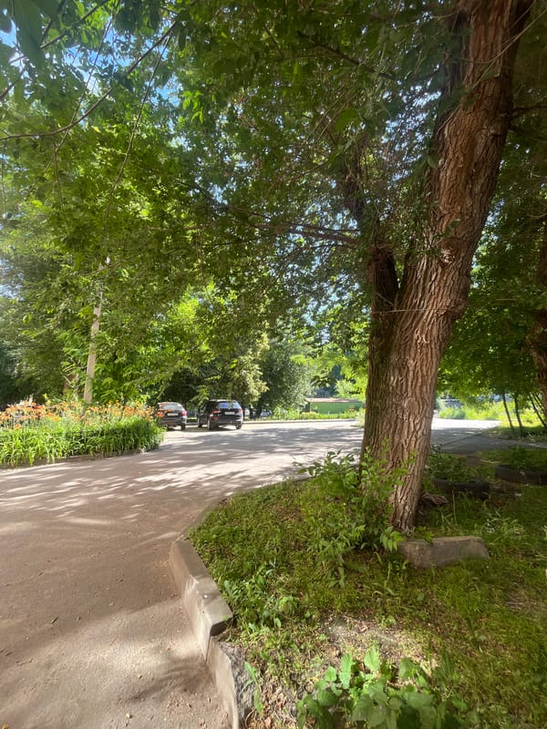 Sun-dappled road beside a large tree in Voronezh