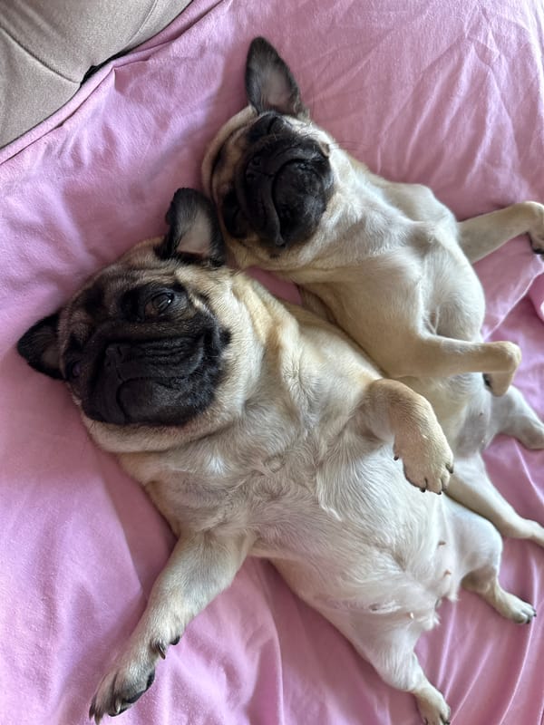 Two pugs chilling on a pink blanket