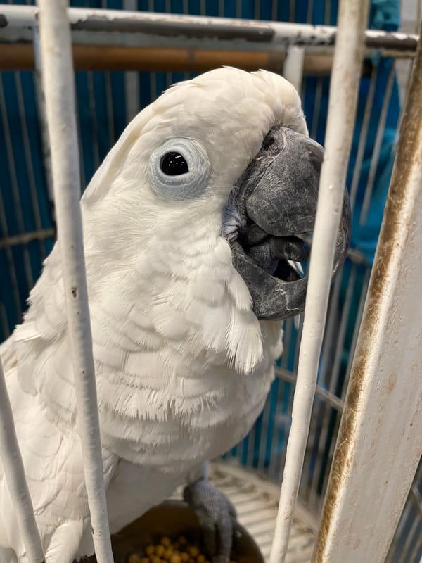 White cockatoo observed feeding and resting in metal cage