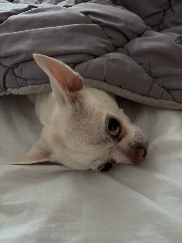 Chihuahua and rabbit coexist in a cozy Shepetivka home