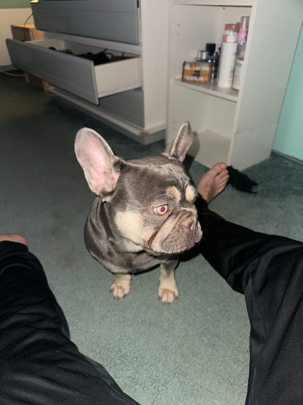 French Bulldog meets newborn baby in quiet domestic moments