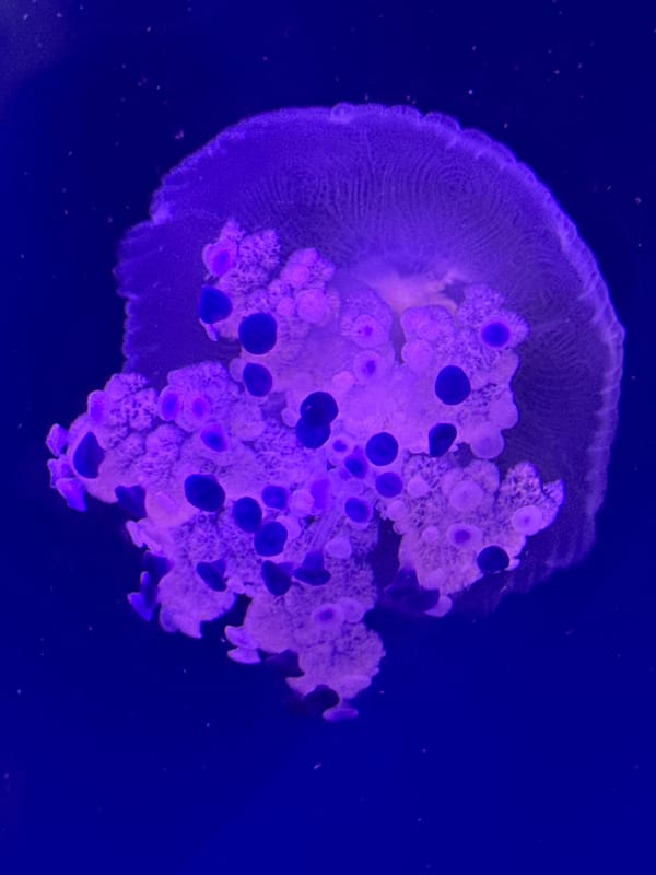 Purple jellyfish display captured at Valencia aquarium