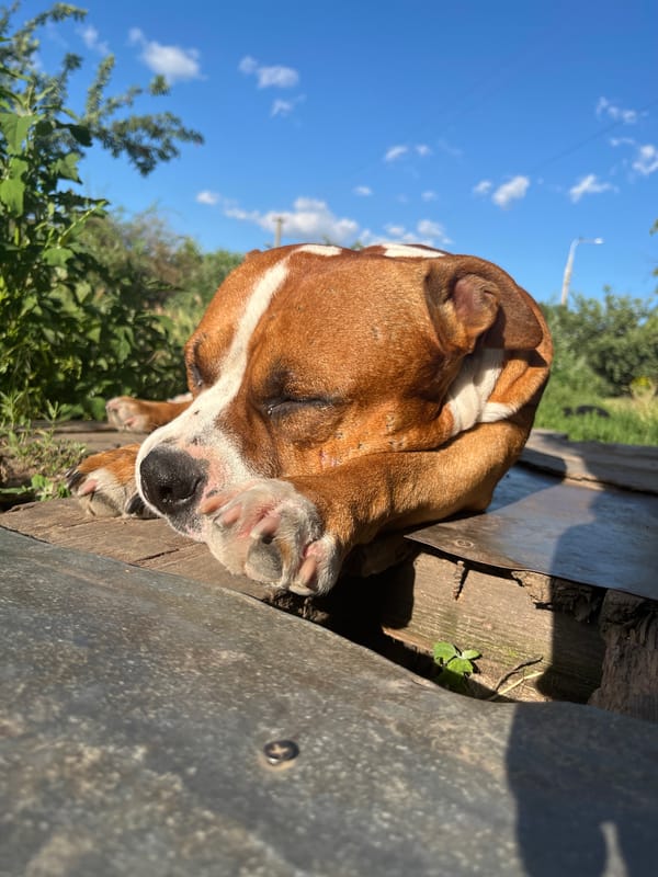 Dogs relaxing and roaming a Dnipro backyard on a summer afternoon