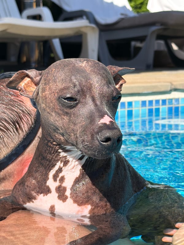Garden blooms, buzzing bees, and a poolside dog on a summer afternoon