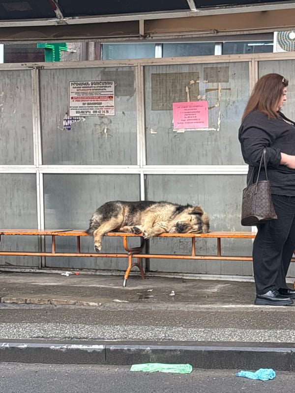 Dog rests on orange ladder in Yerevan street