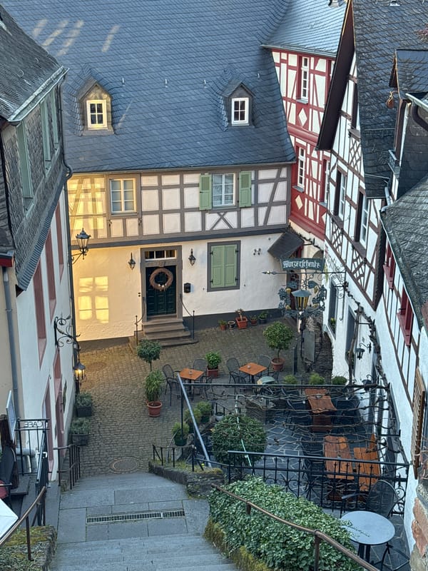 White swan nesting and swimming observed in Beilstein, Germany