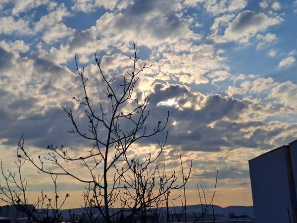 Urban sunset observed through bare trees, April 5