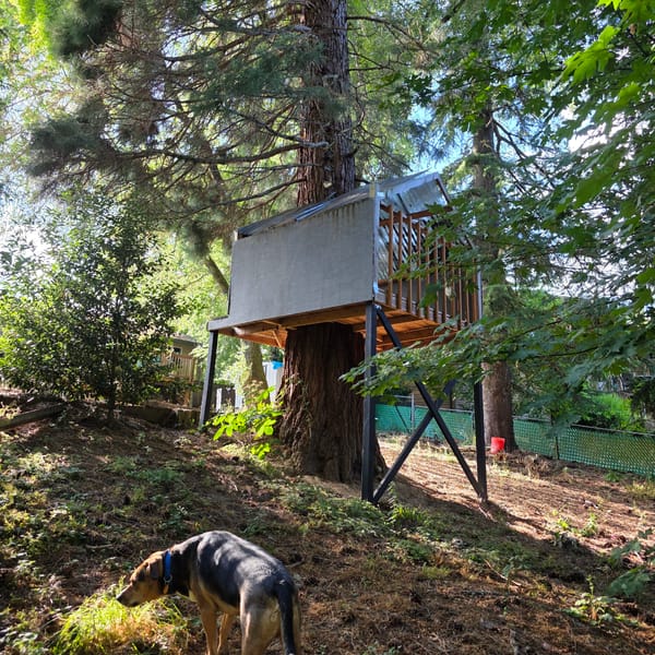 Backyard treehouse build and orb-weaver spider, Portland