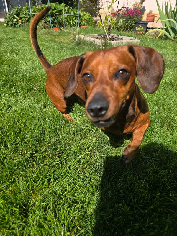 Dachshund roams a sunny backyard on a summer morning