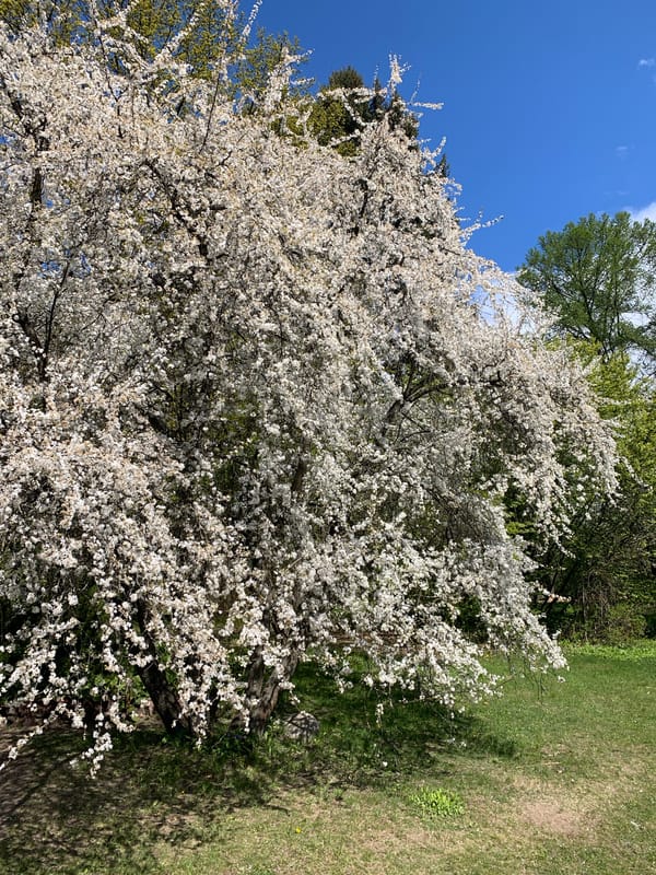 Spring morning stroll through Minsk botanical garden captured