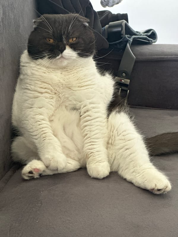Cat lounges on sofa in multiple positions in Kharnavy
