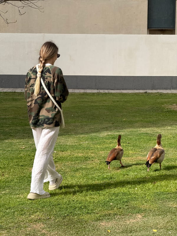 Person and Egyptian geese share Tel Aviv park space