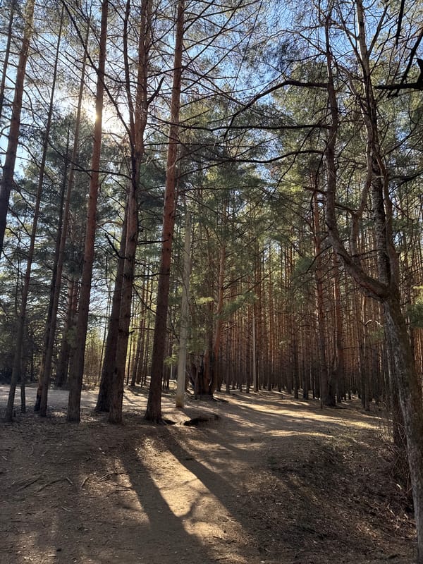 Forest scenes documented by witnesses in Chaikovsky, Russia