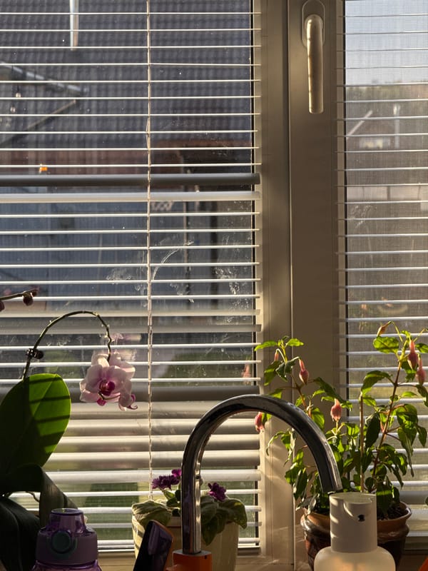 Golden hour sunlight illuminates indoor plants in Sarapul, Russia