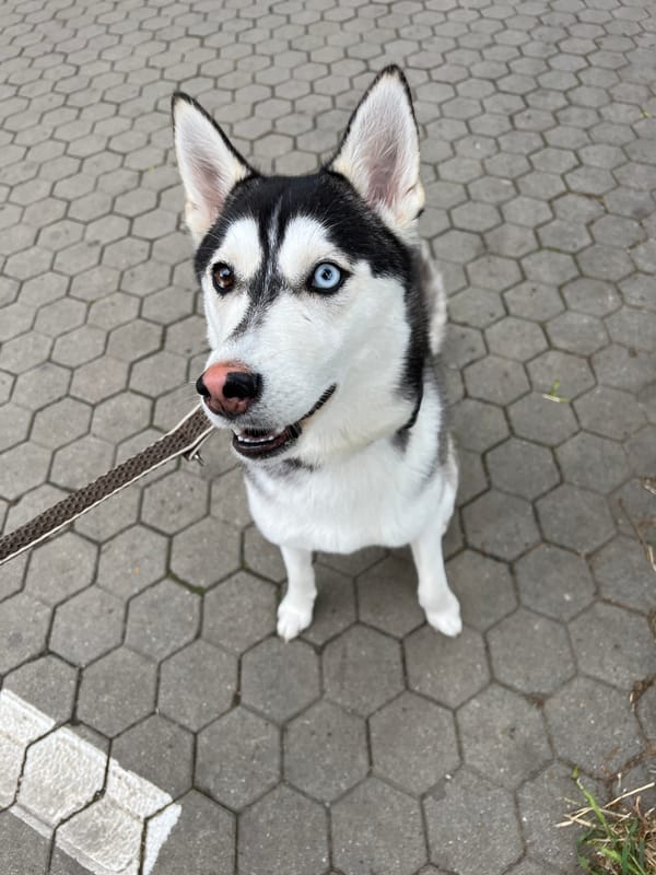 Husky with heterochromia spotted on hexagonal tiles in Sofia