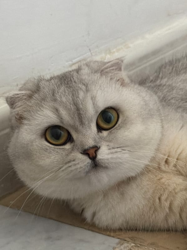 Scottish Fold cat at home in Rome, two moments