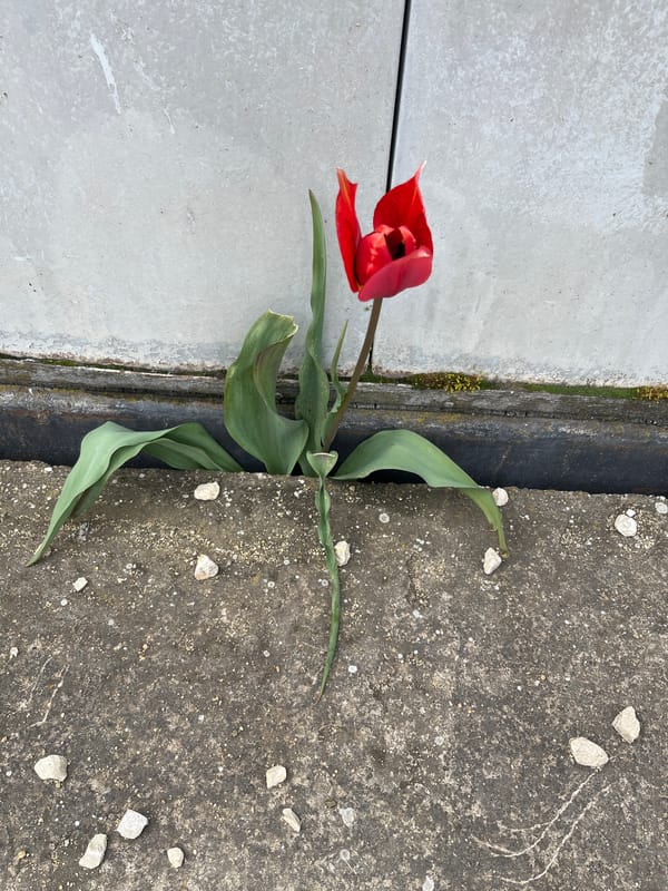 Red tulip blooms through concrete crack in Bulgarian town