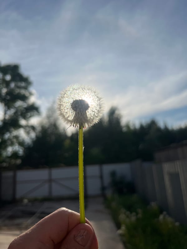 Dandelion seed heads photographed in Chaikovsky, Russia