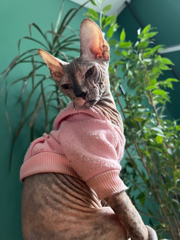 Sphynx cat in pink sweater photographed in Kazan