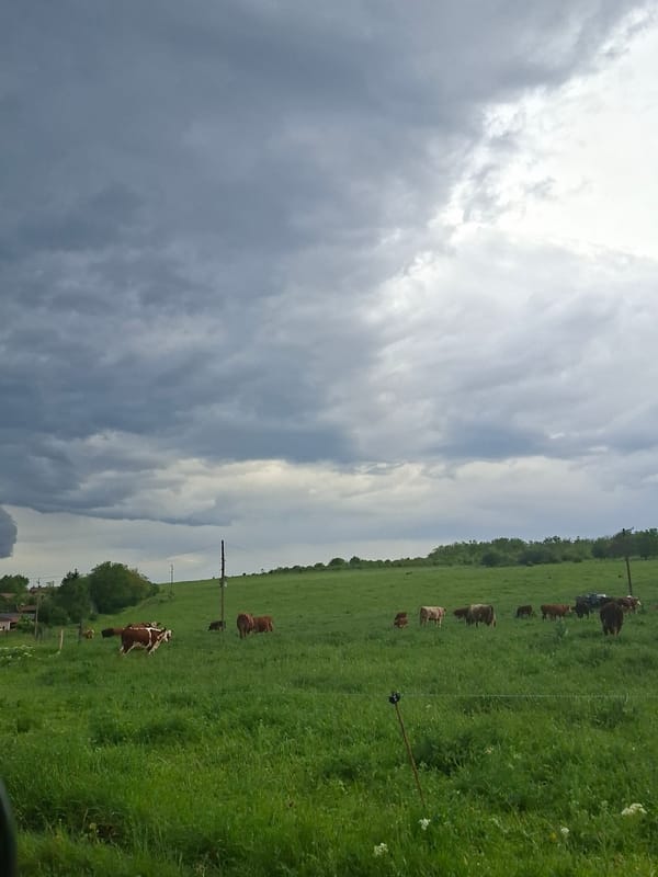 Horse grazes under storm clouds in rural Bulgaria