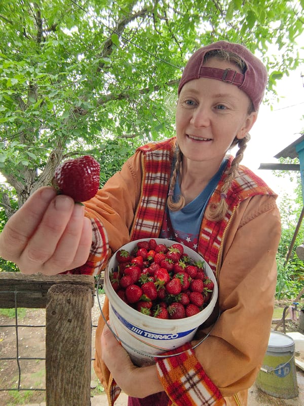 Fresh strawberries being sorted and crated at a rural Ukrainian property