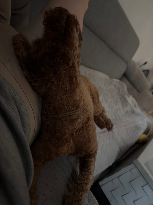 Poodle lounges, plays, and relaxes around the house