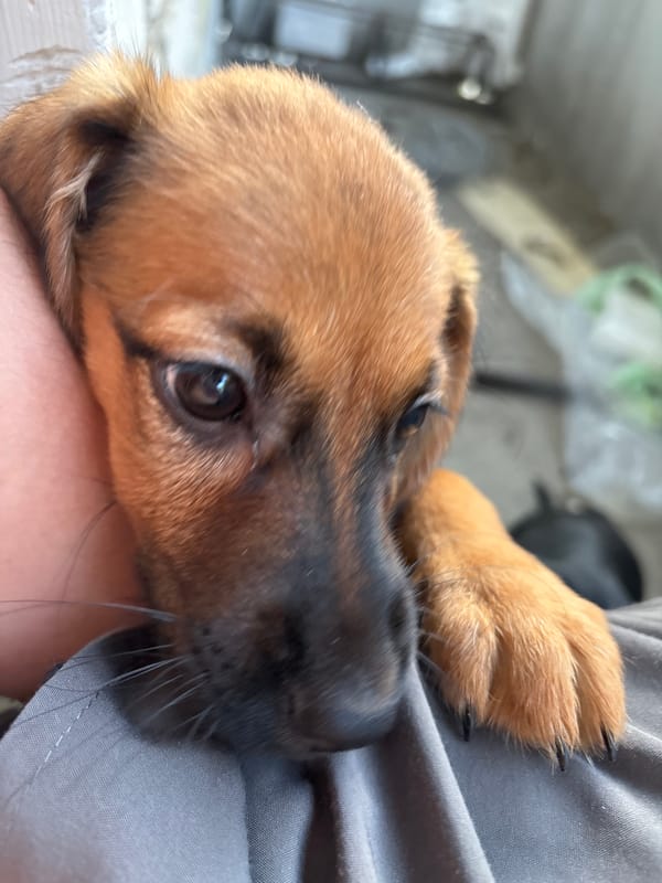 Dachshund puppies photographed up close in Birobidzhan