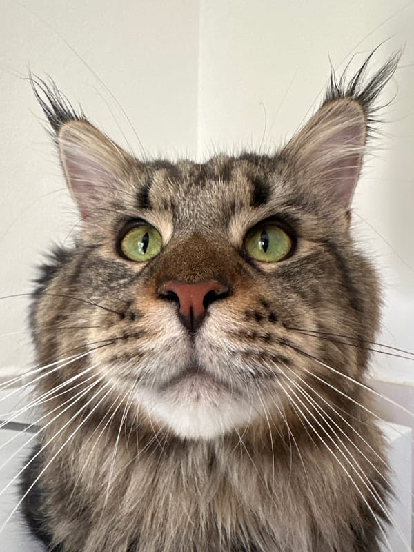 Cats, vintage watches, and everyday objects around the home