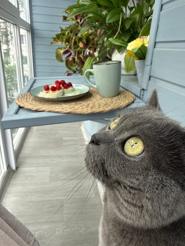Gray cat on a Tyumen balcony, caught in close-up