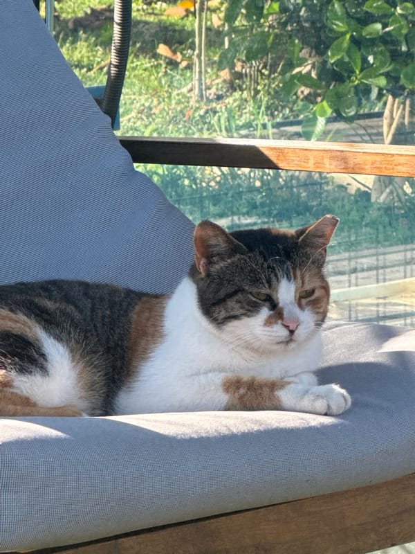 Cat lounges on Alanya balcony during quiet afternoon