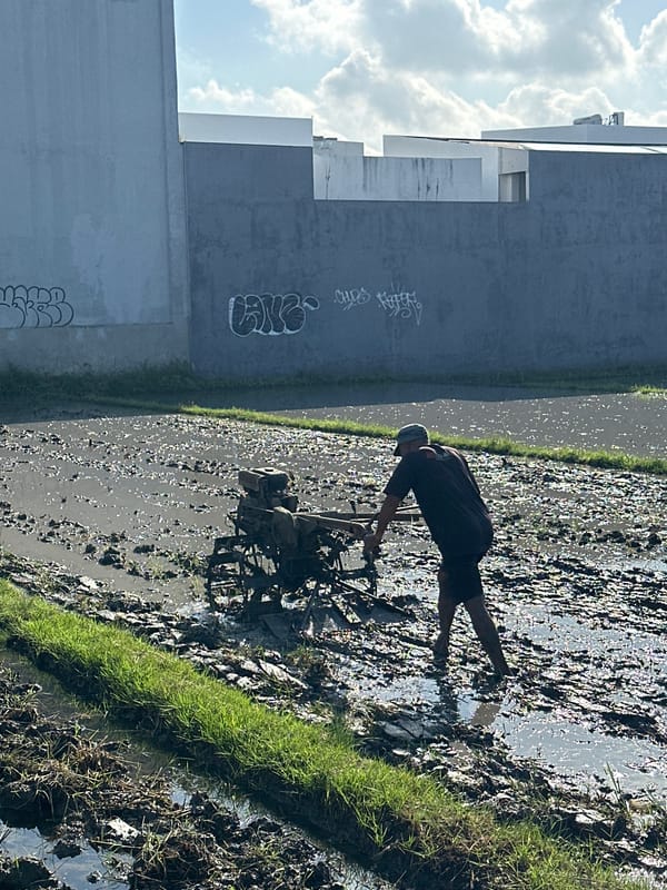 Rice paddy farming and family moment in North Kuta