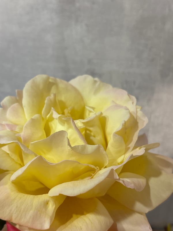 Close-up shots of flowers, fish, and indoor plants