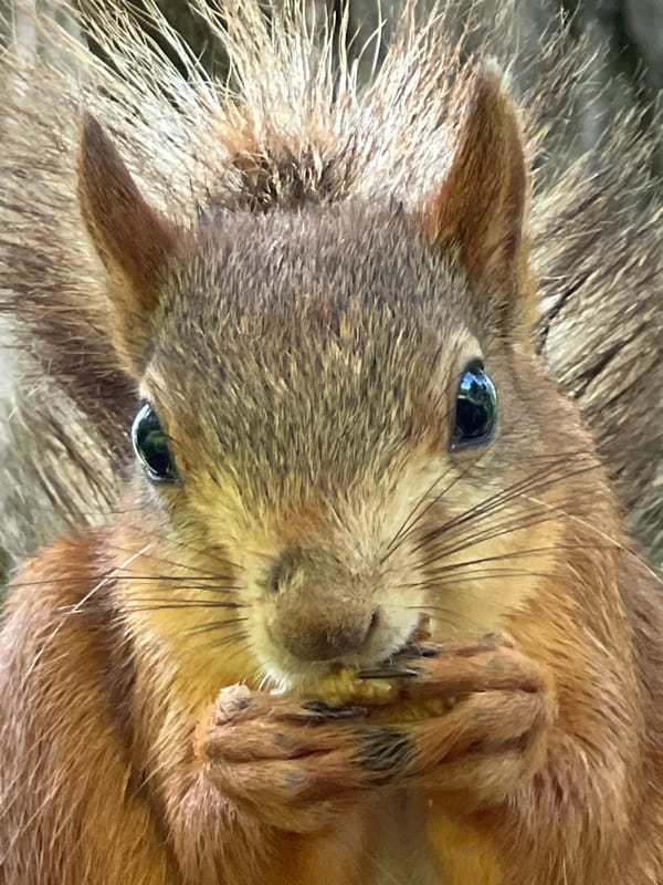 Squirrels and pigeons feed in Krasnodar park during morning